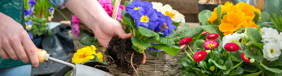 bannière plantes colorées